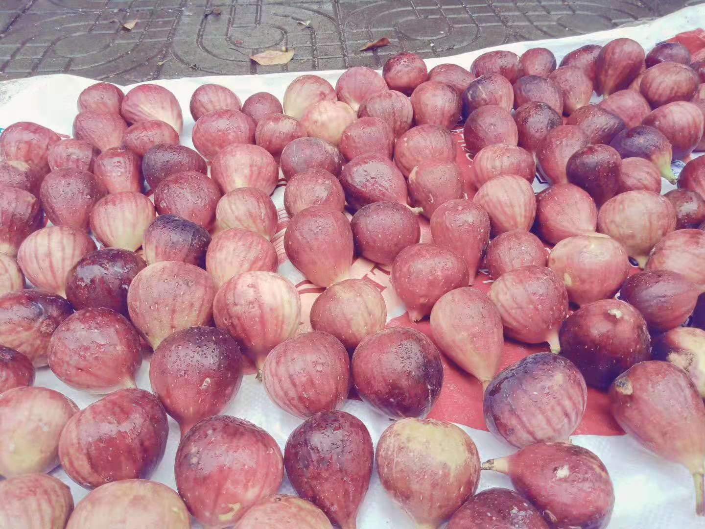 山南無花果苗批發(fā)基地在哪里