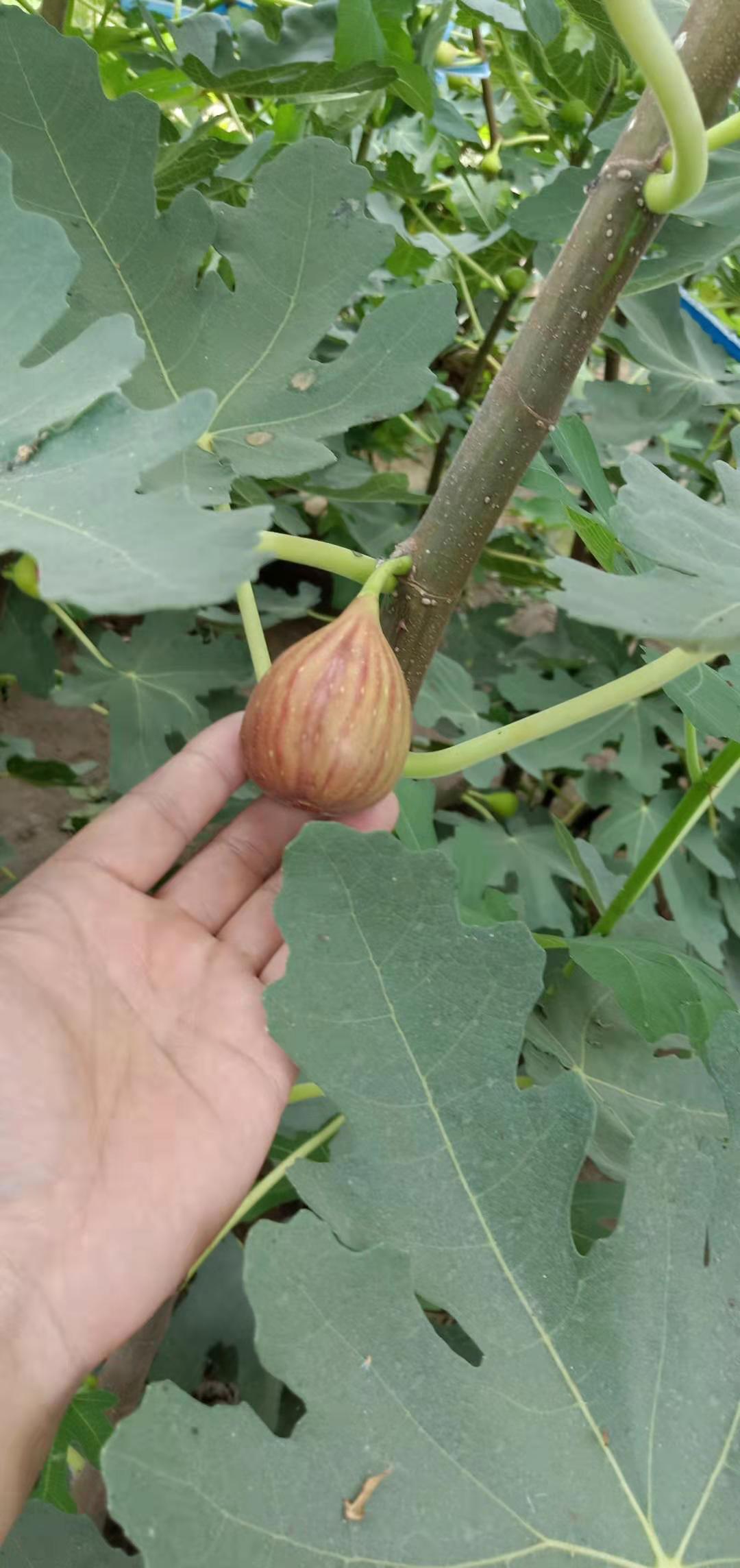 山南無花果苗批發(fā)基地在哪里