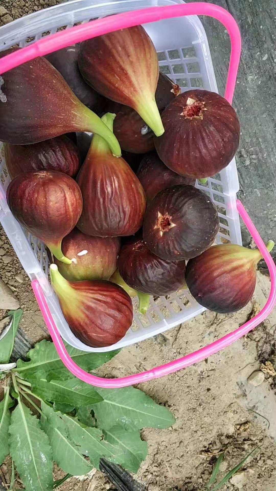 中國紫果（紅矮生）無花果苗批發(fā)基地