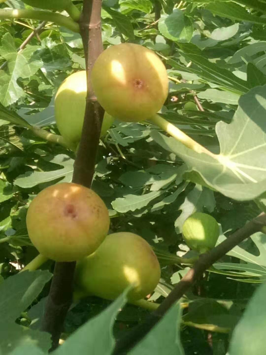 鹽城中農(nóng)矮生（B1011）無花果苗哪里批發(fā)價(jià)格便宜