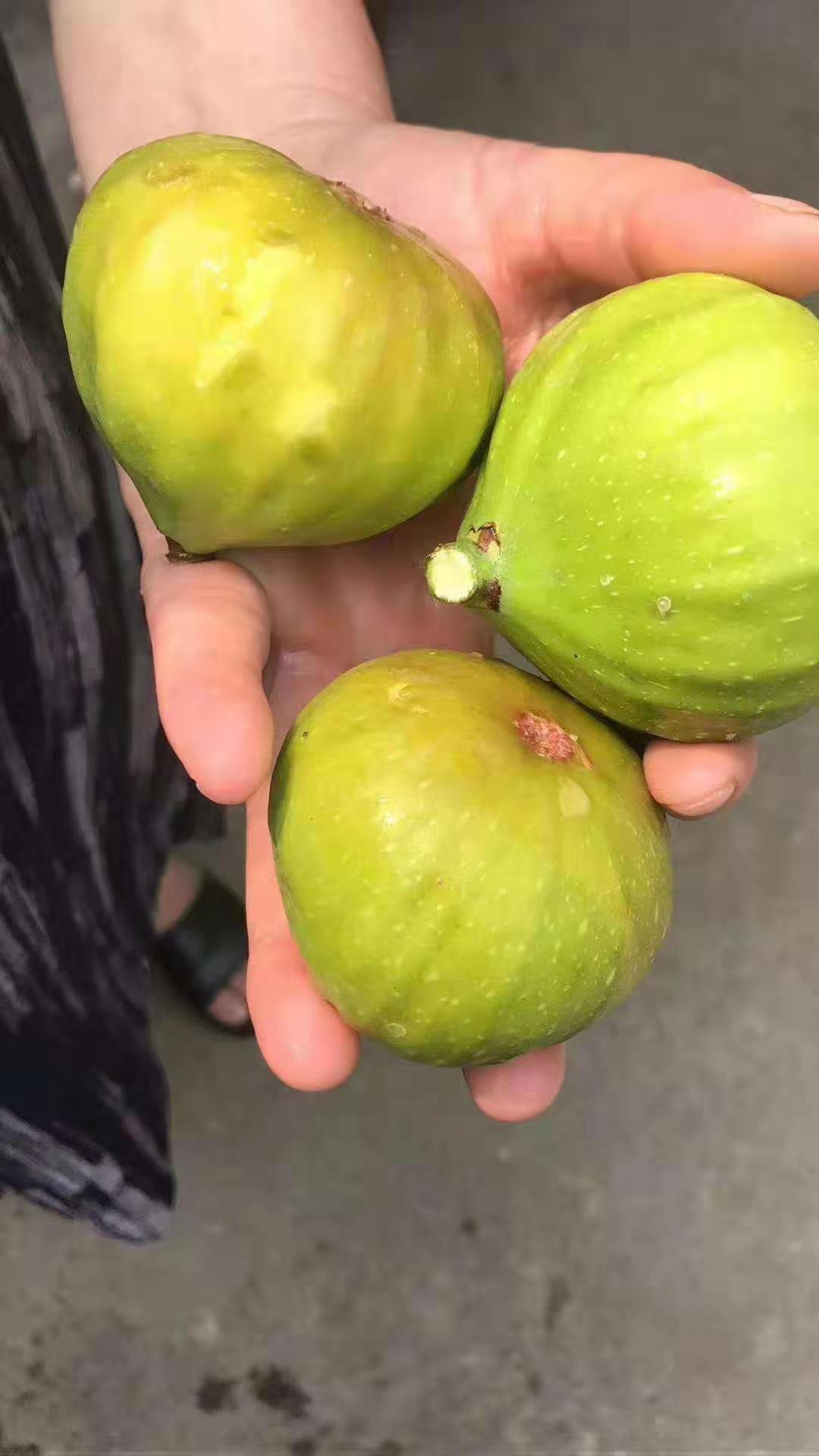 陽(yáng)泉中國(guó)紫果（紅矮生）無(wú)花果苗新品種
