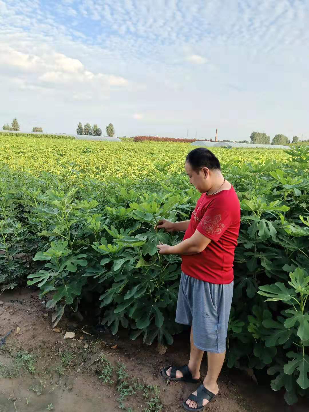 邯鄲C47無花果苗批發(fā)基地在哪里
