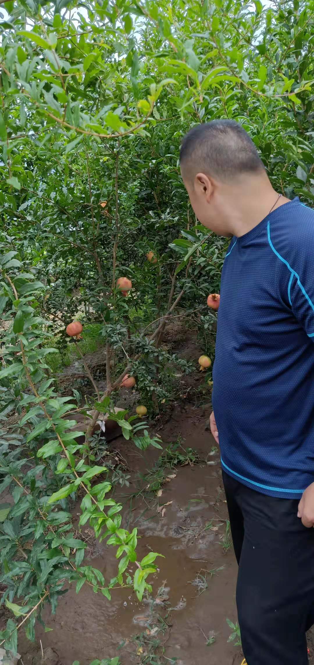 拉薩華麗無花果苗批發(fā)基地在哪里