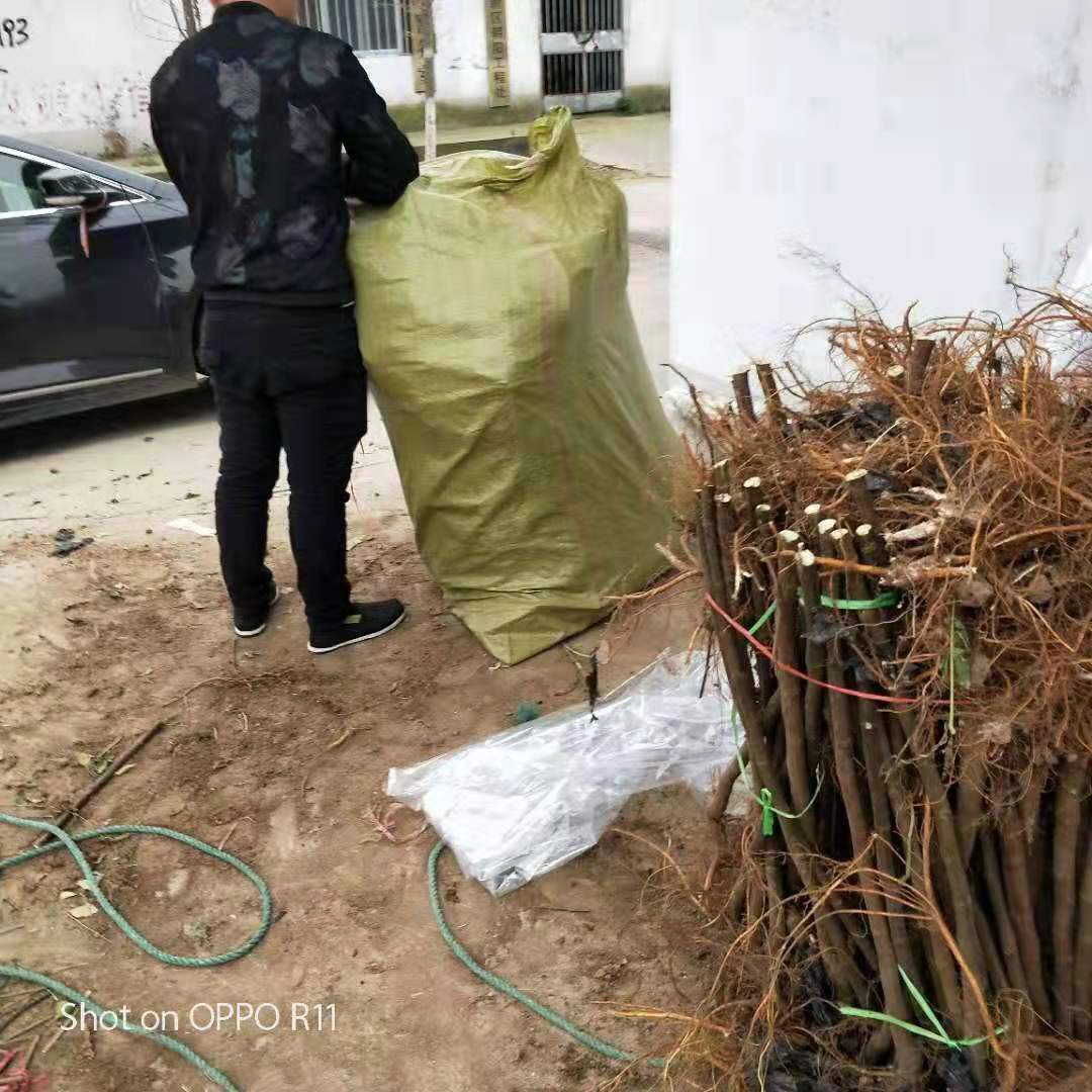 荊州青皮無花果苗新品種