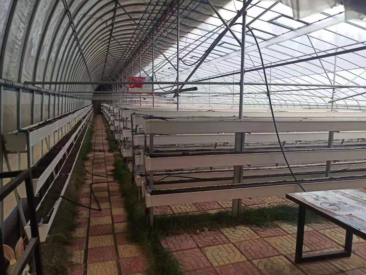美十三草莓苗種植方法和技術(shù)