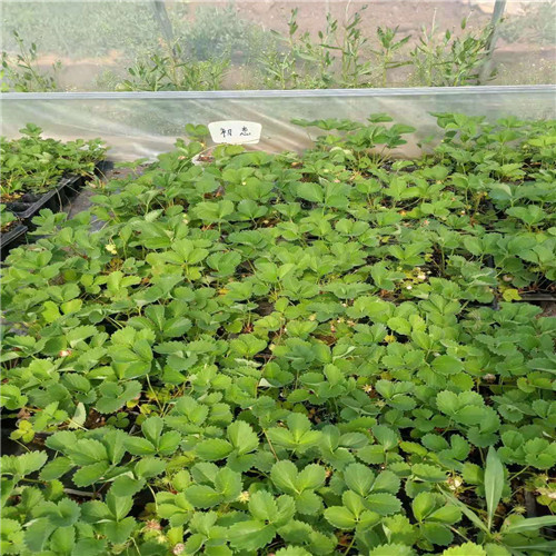 麗雪草莓苗種植方法和技術(shù)
