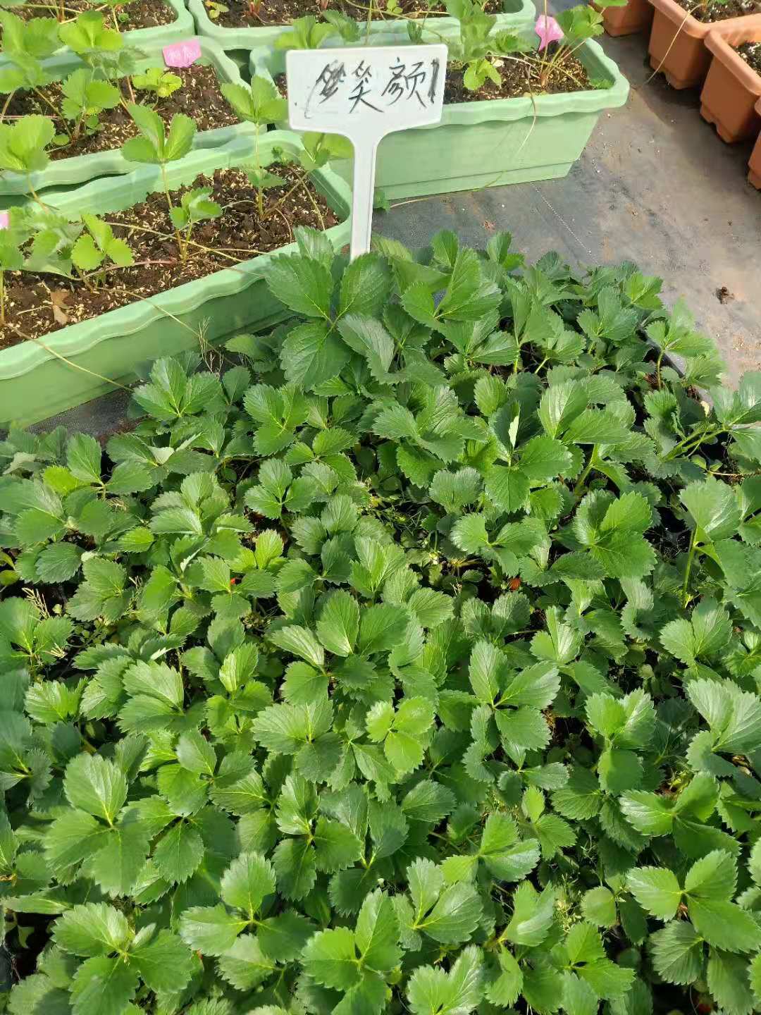 美十三草莓苗種植方法和技術(shù)