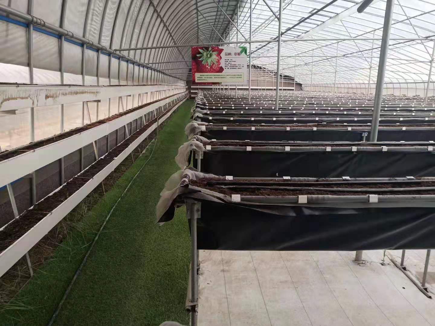 麗雪草莓苗種植方法和技術(shù)
