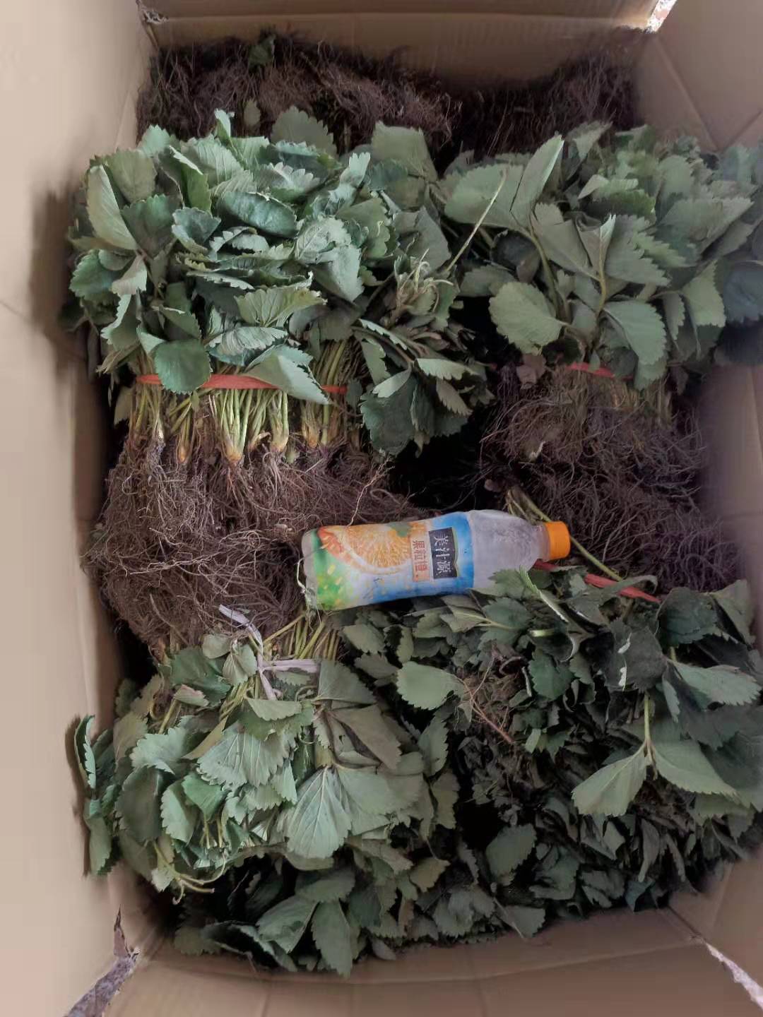 淮南甘露草莓苗批發(fā)基地