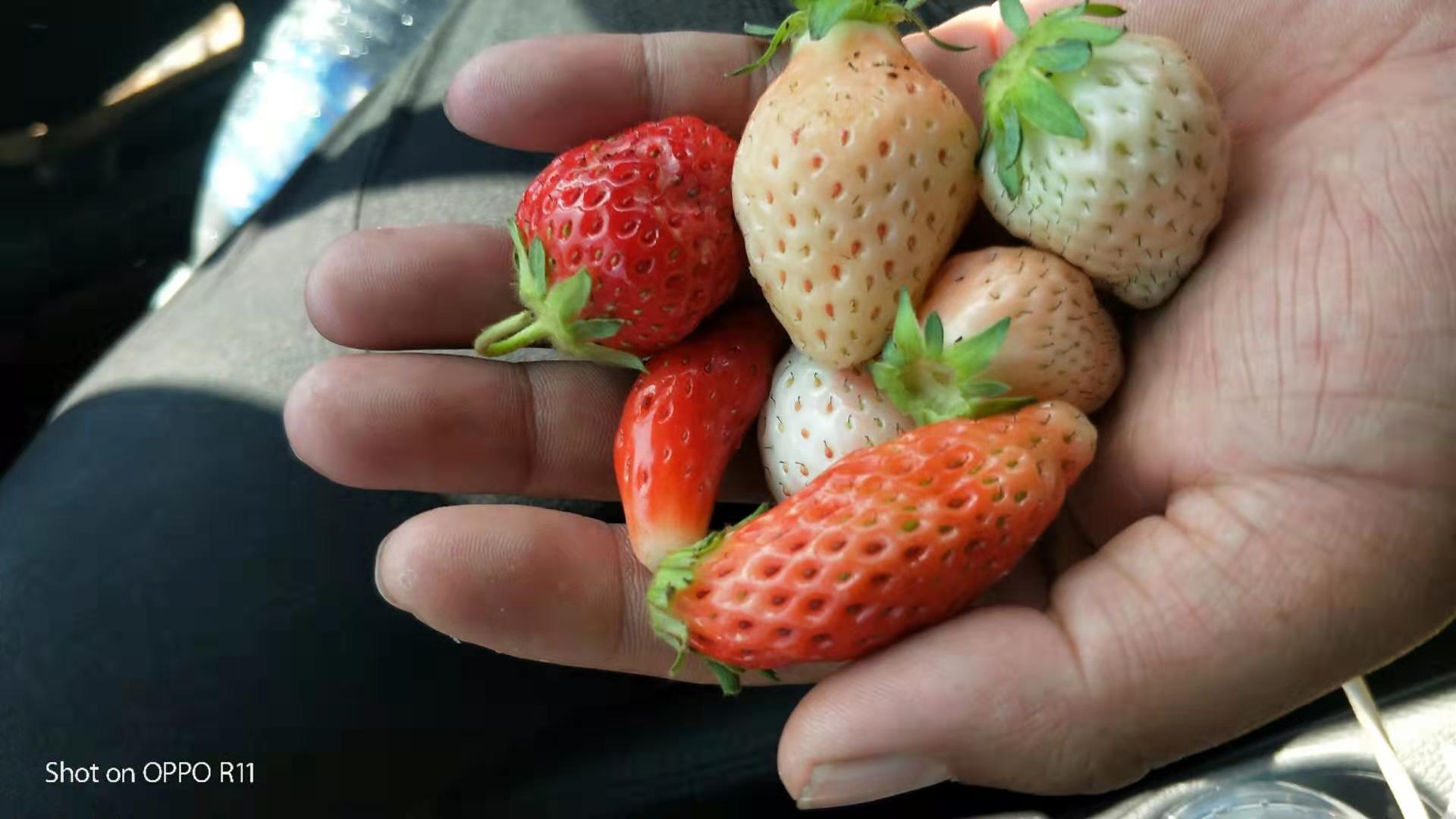 碩蜜草莓苗新品種哪里有賣