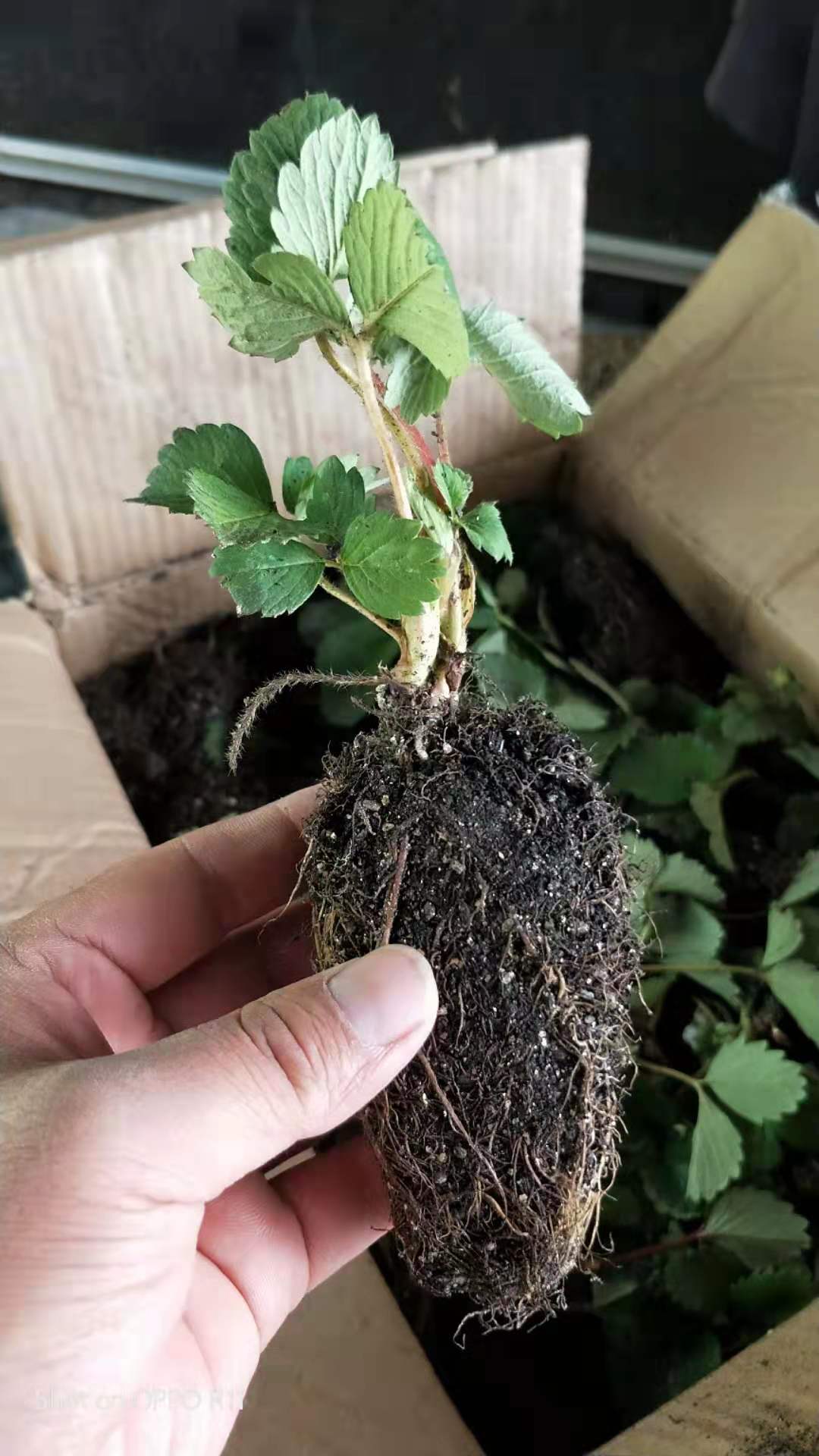 星都號草莓苗種植方法和技術(shù)