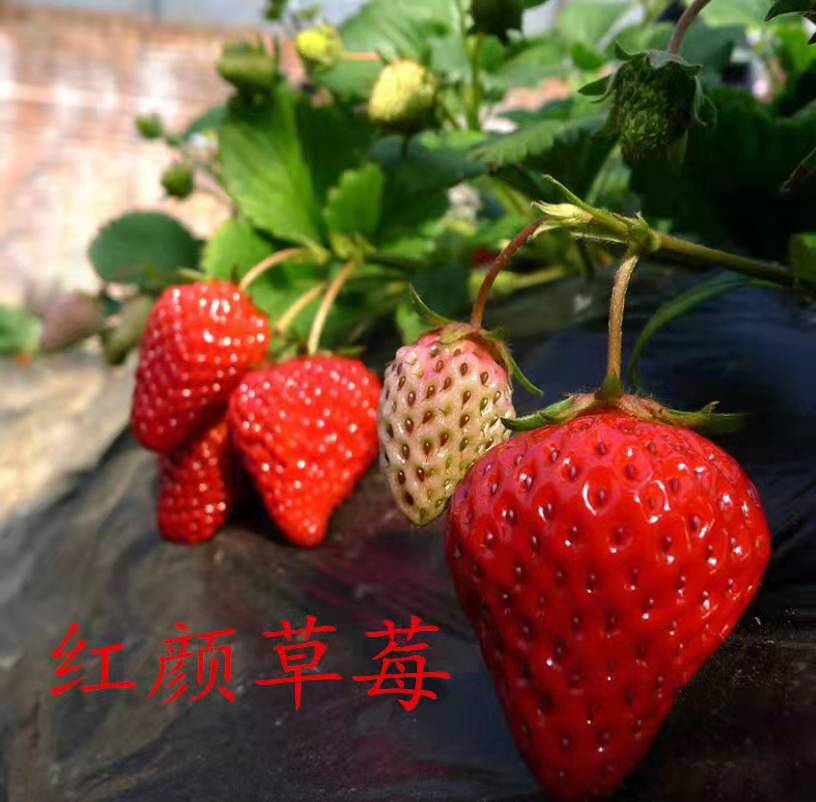 春香草莓苗種植方法和技術(shù)