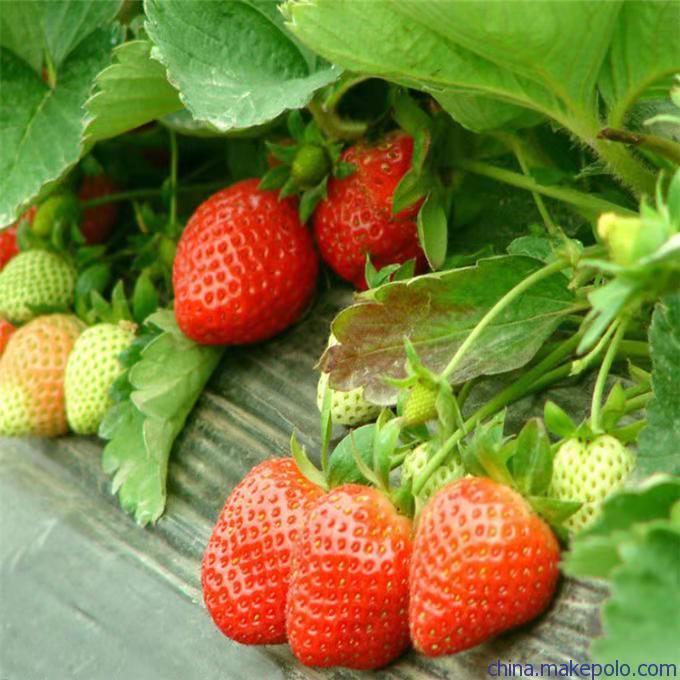 草莓苗种植方法和技术