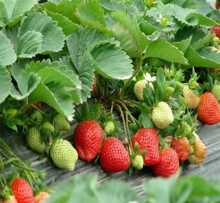桃熏草莓苗哪里有賣多少錢一棵