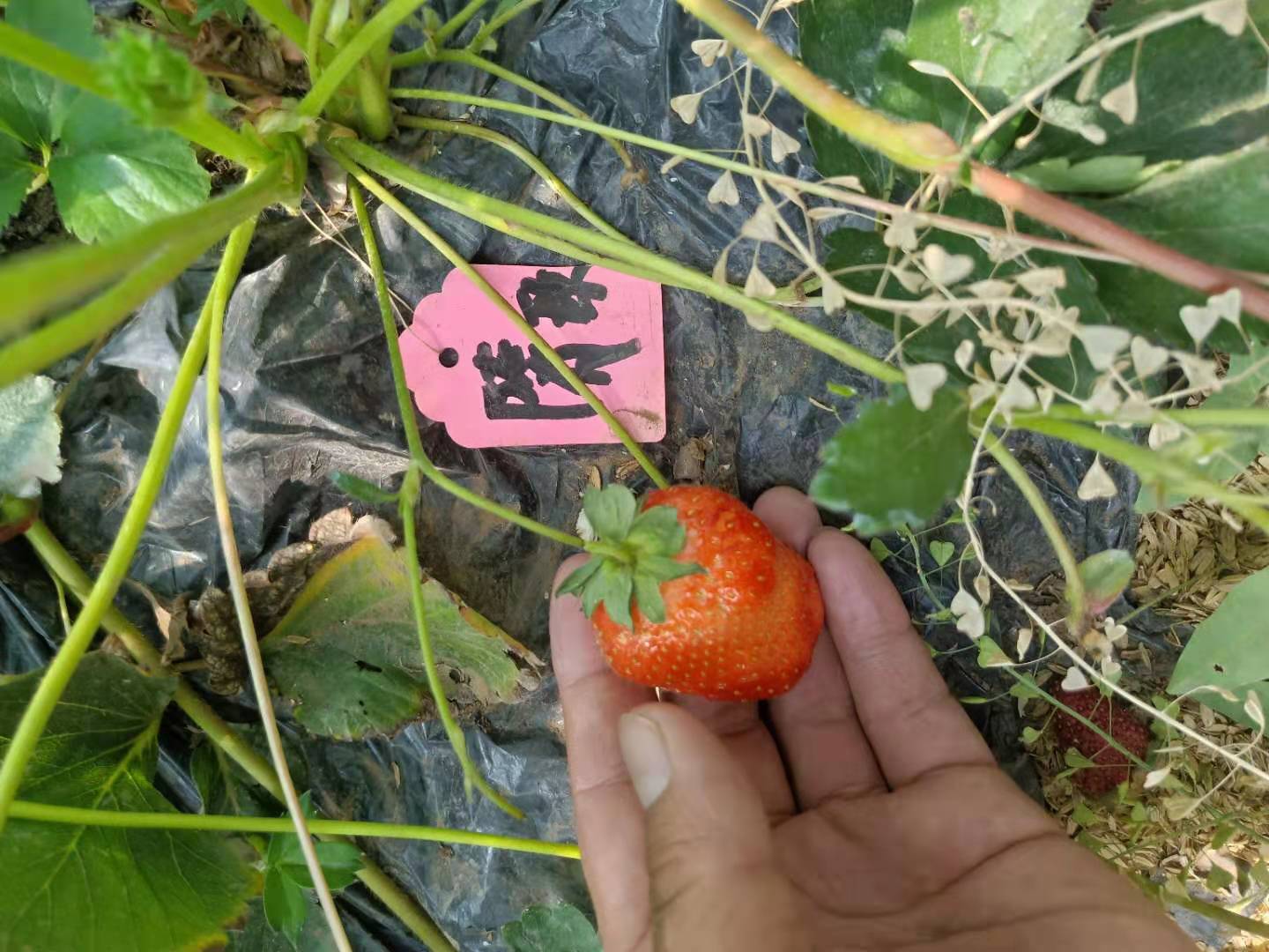 淮南甘露草莓苗批發(fā)基地