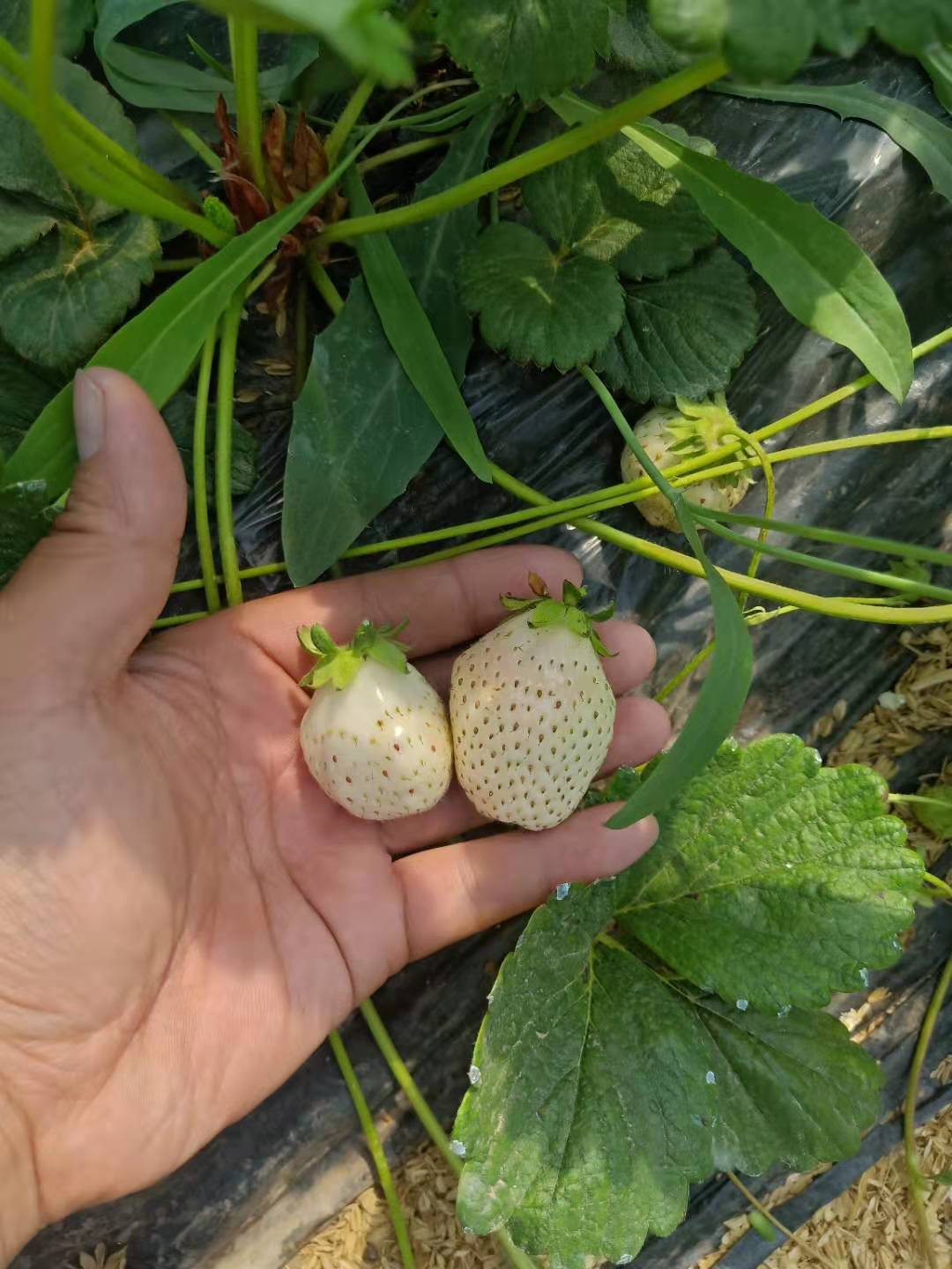 蒙特瑞草莓苗種植方法和技術(shù)
