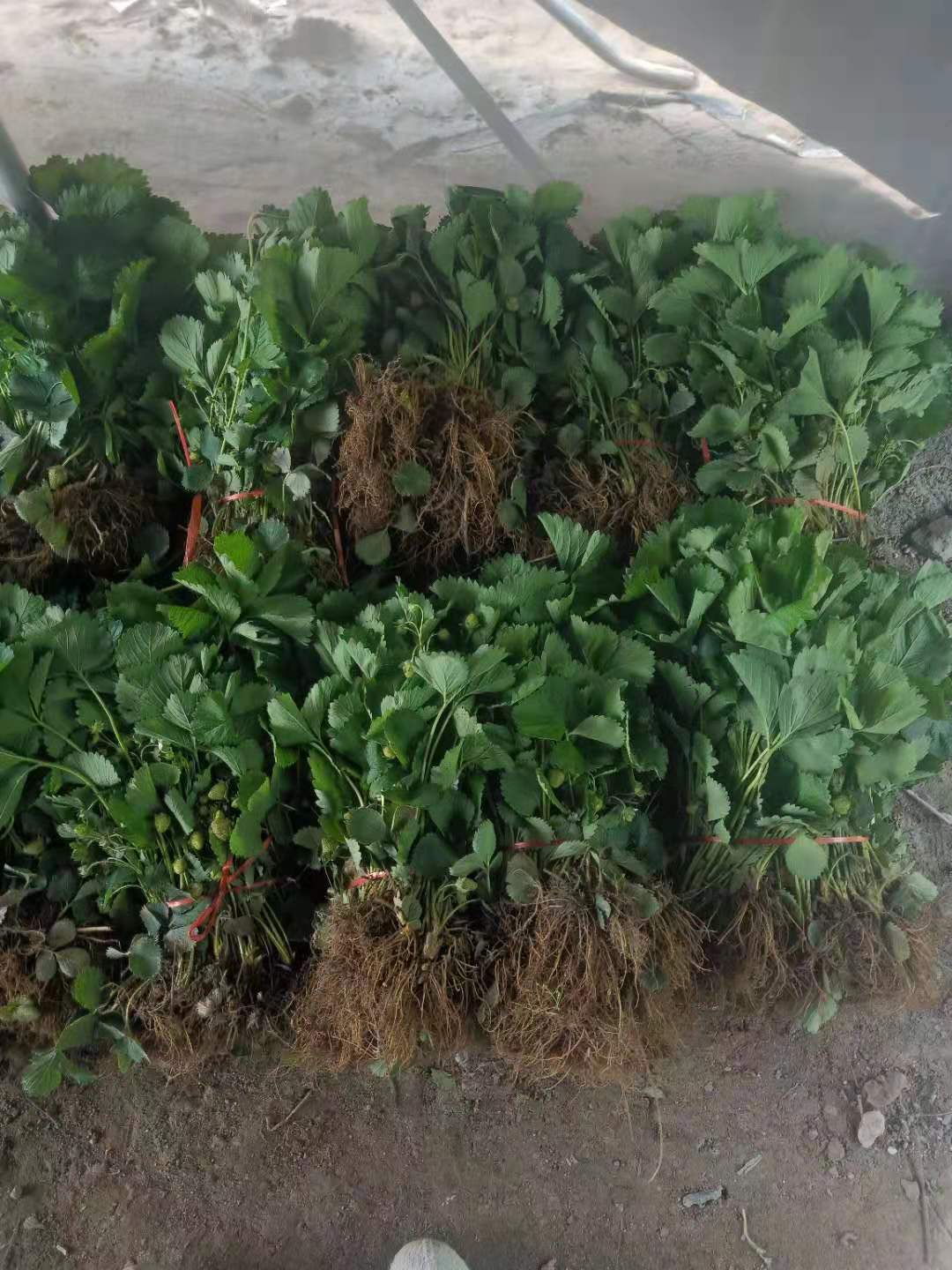 美香莎草莓苗哪里有賣多少錢一棵