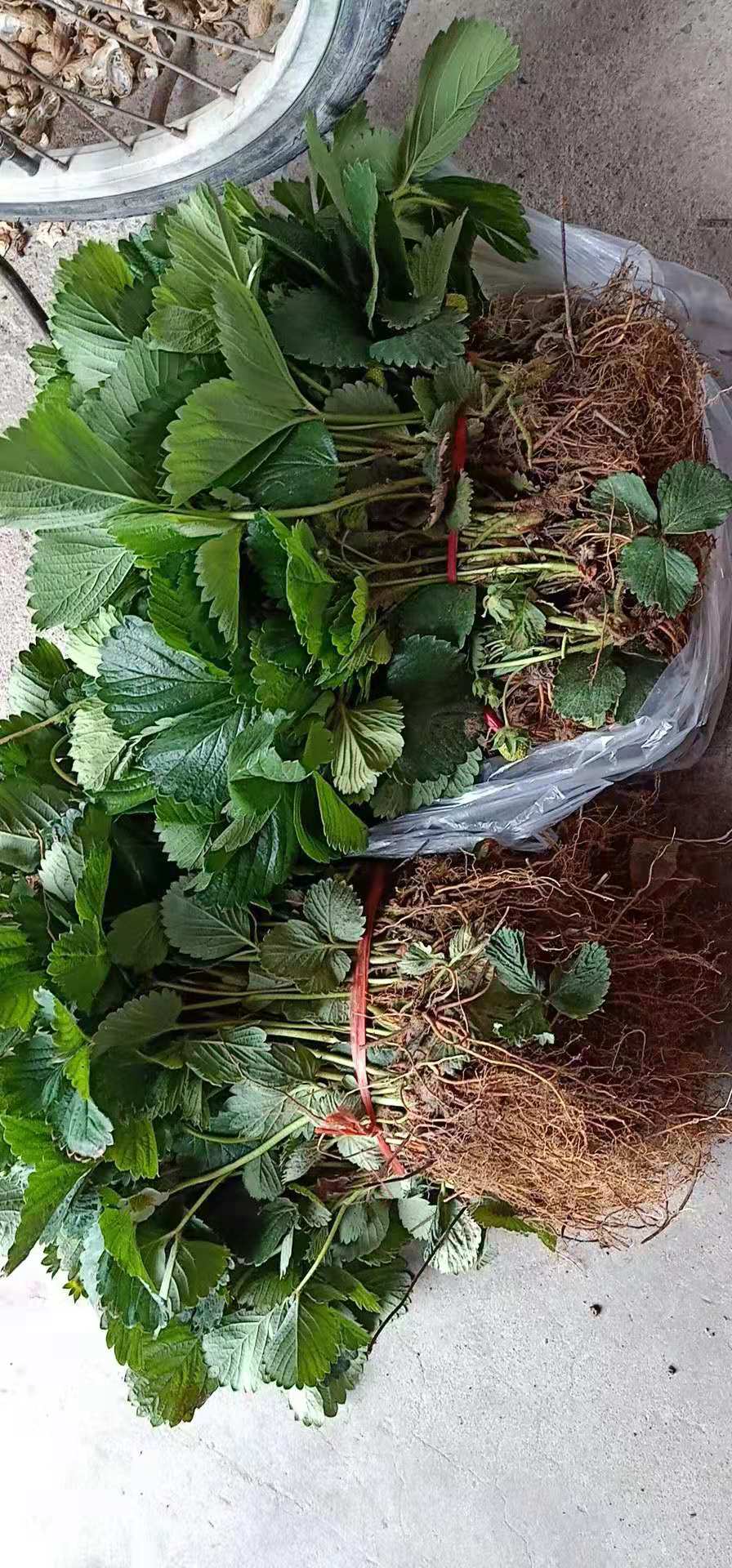 森嘎森嘎拉草莓苗批發(fā)基地