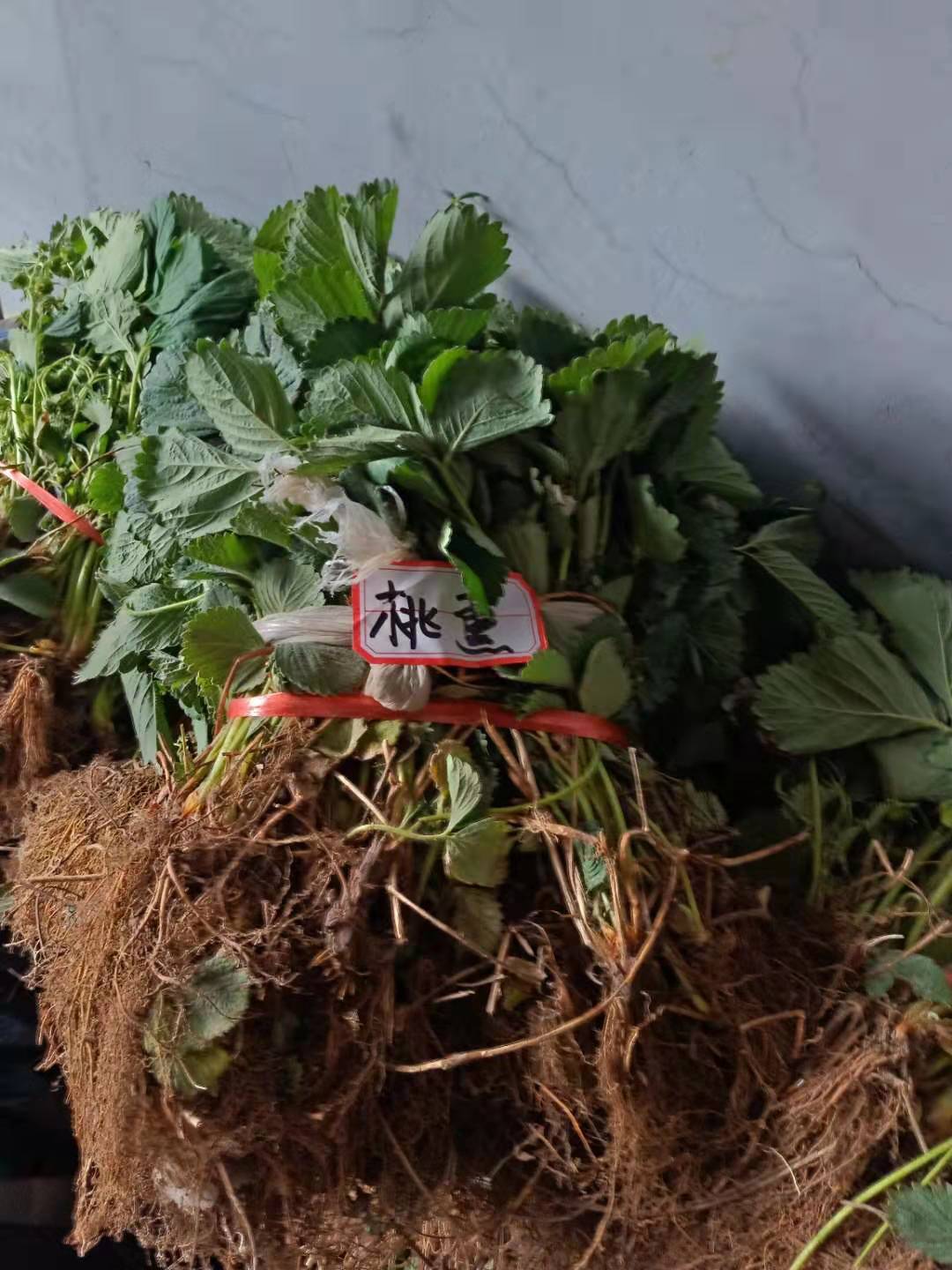 桃熏草莓苗哪里有賣多少錢一棵