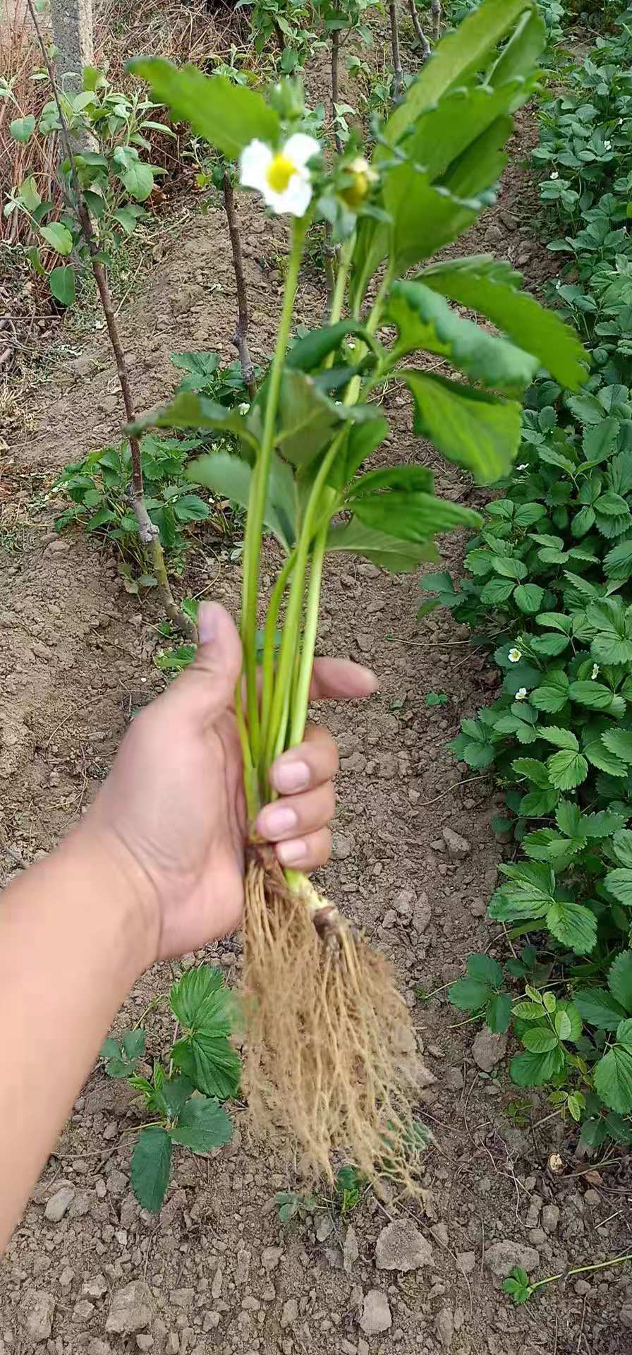 美香莎草莓苗哪里有賣多少錢一棵
