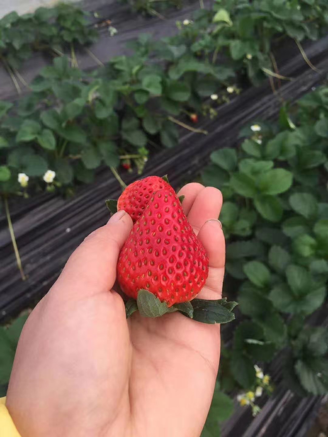 草莓苗种植方法和技术
