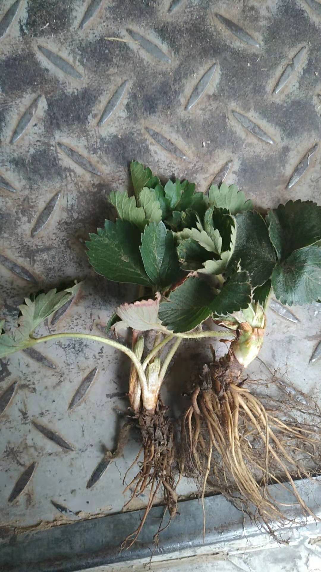 美十三草莓苗種植方法和技術(shù)