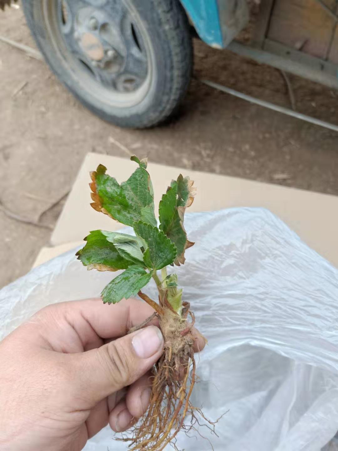 草莓苗多少錢一棵