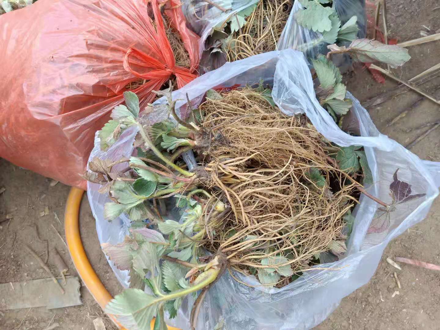 粉紅熊貓草莓苗種植方法和技術(shù)