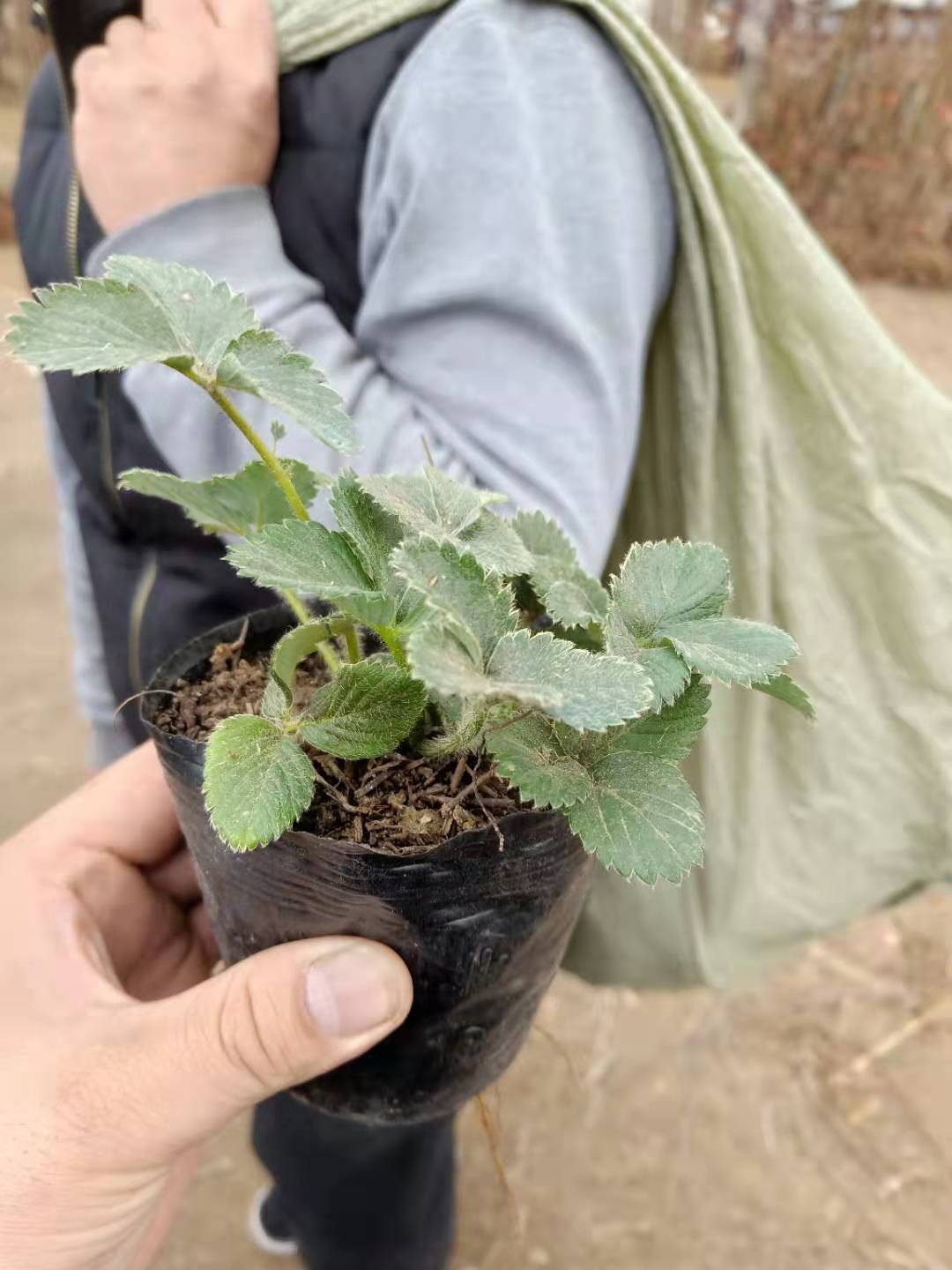 森嘎森嘎拉草莓苗批發(fā)基地