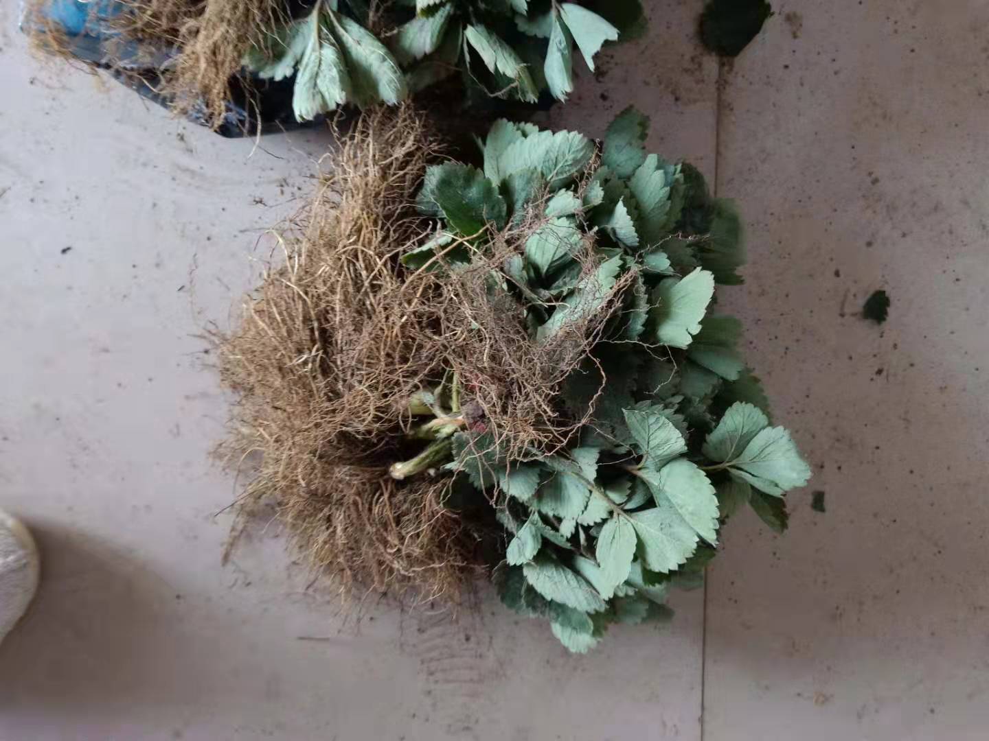 章姬草莓苗種植方法和技術(shù)