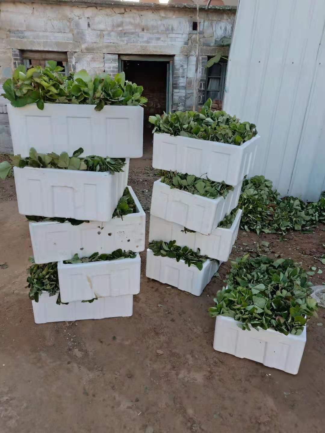 香緋草莓苗種植方法和技術(shù)