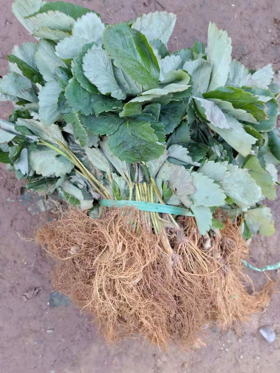 99號(hào)草莓苗新品種哪里有賣