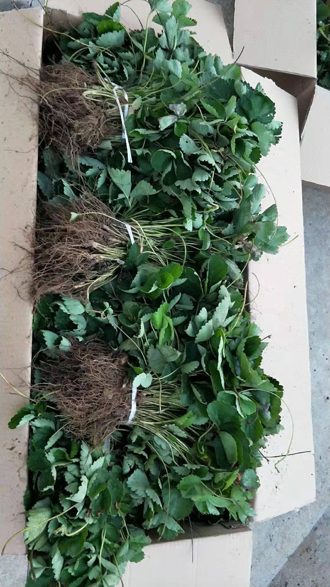 紅玉草莓苗批發(fā)價格