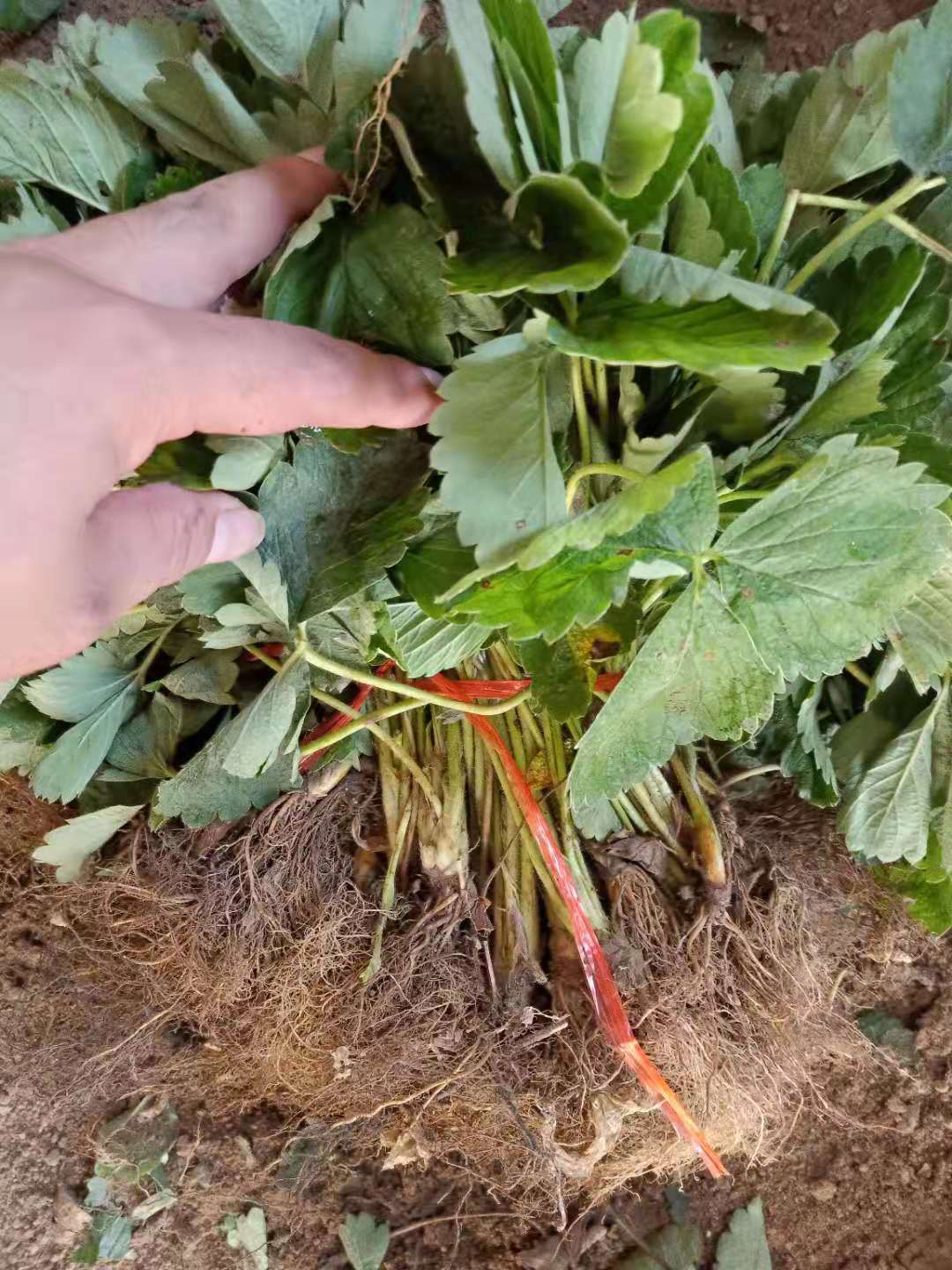 寧馨草莓苗哪里批發(fā)價(jià)格便宜