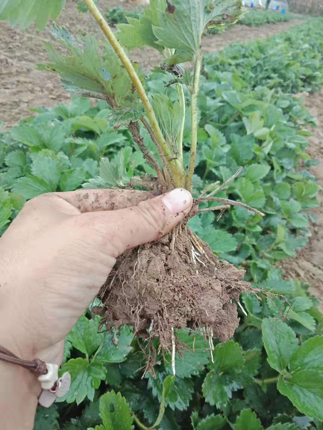 白雪公主草莓苗批發(fā)基地在哪里