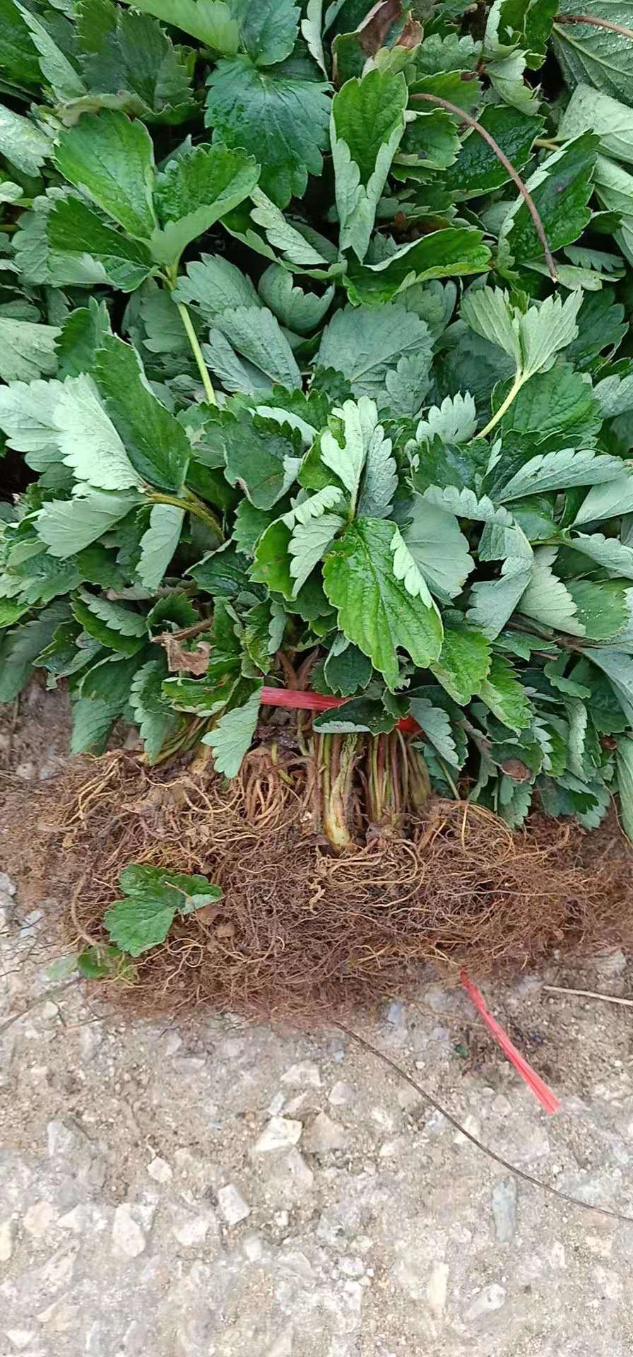 白雪公主草莓苗批發(fā)基地在哪里