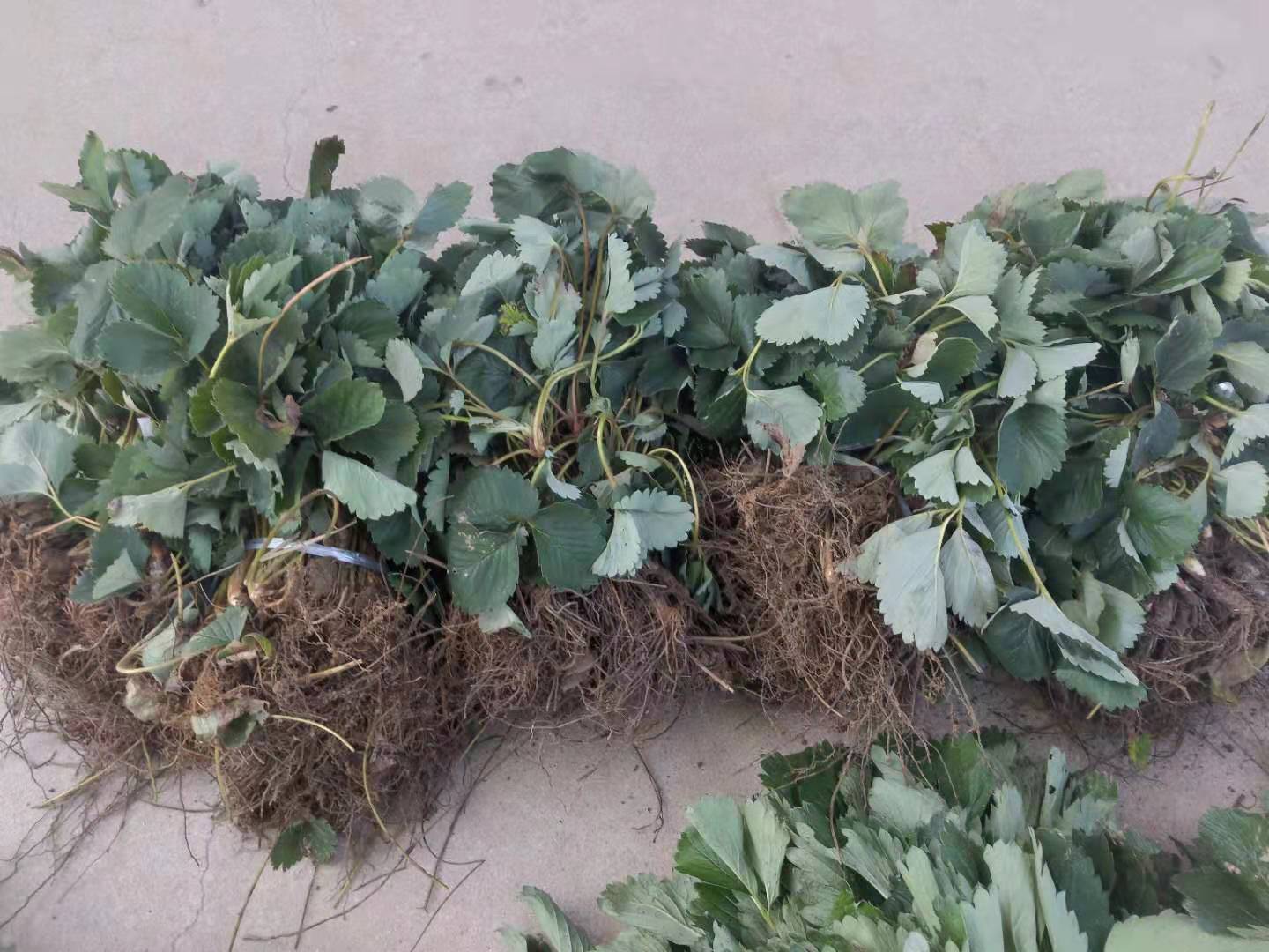 廈門莓寶草莓苗批發(fā)基地