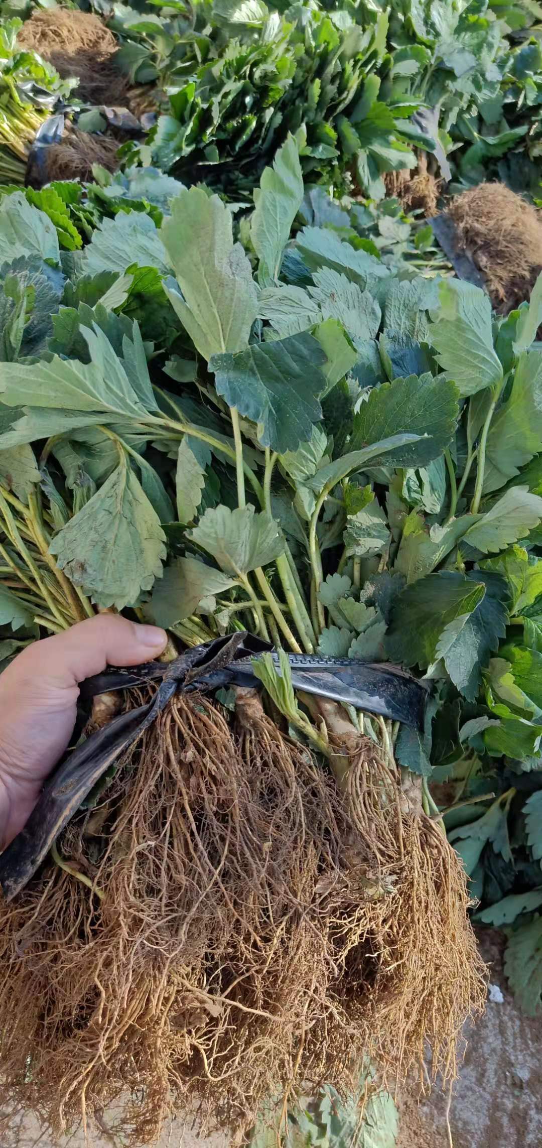 白雪公主草莓苗種植方法和技術