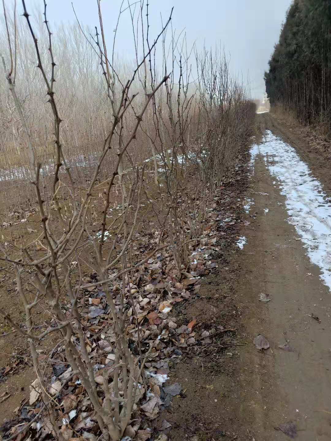 棗莊九葉青花椒苗哪里有批發(fā)