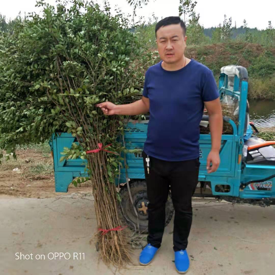 拉薩無刺花椒苗種植方法和技術(shù)