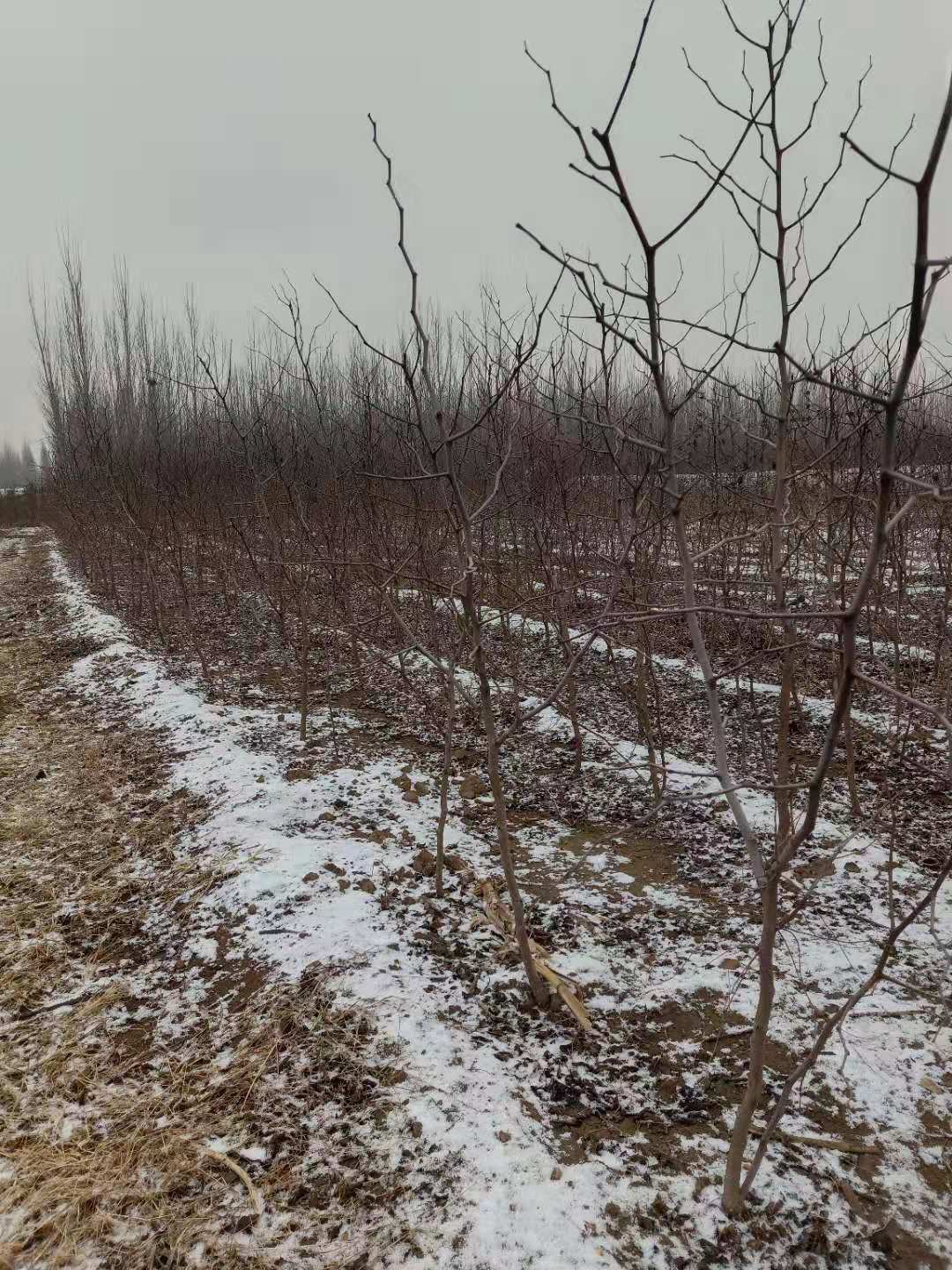 拉薩無刺花椒苗種植方法和技術(shù)