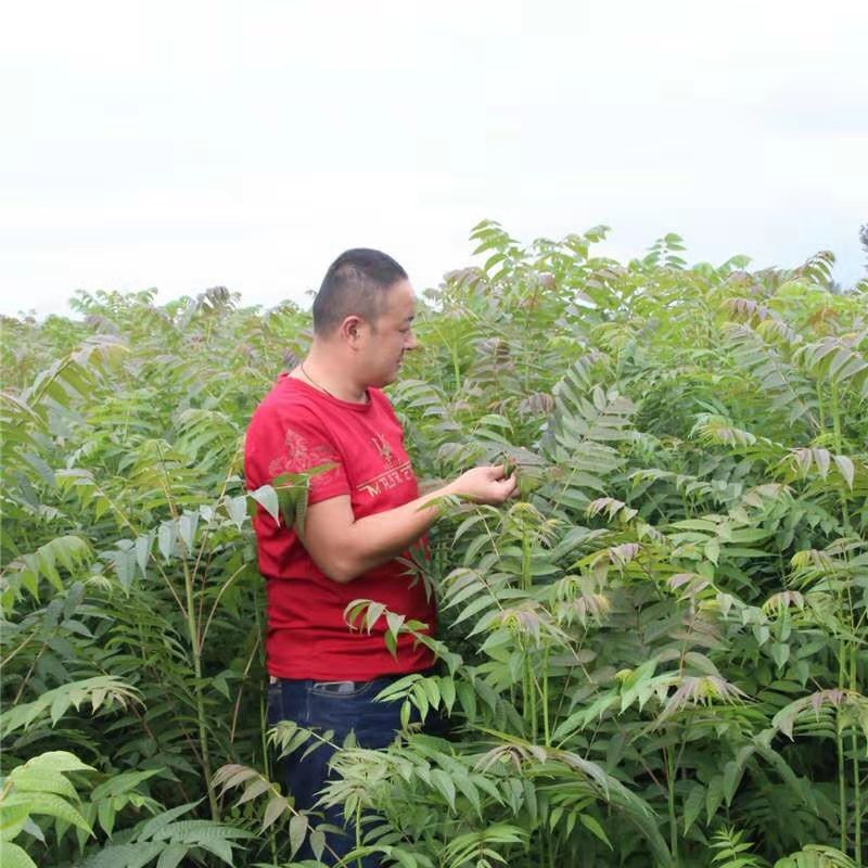 工程紅油香椿樹種植方法和技術(shù)