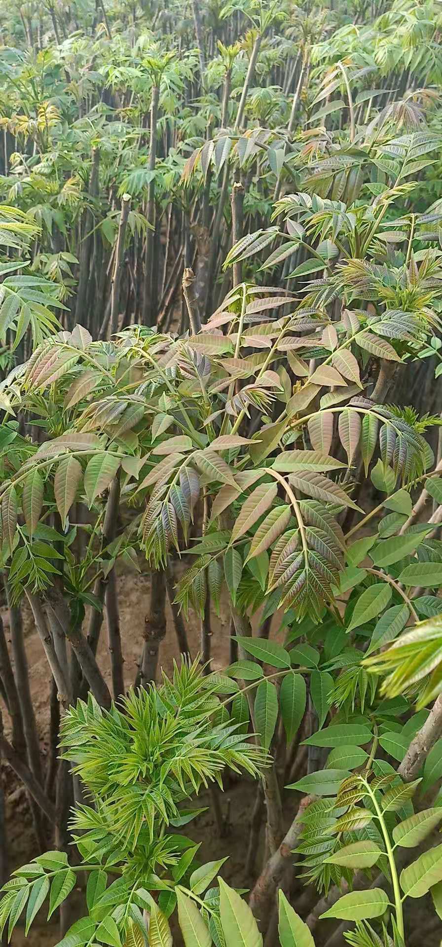 紅葉香椿苗批發(fā)基地