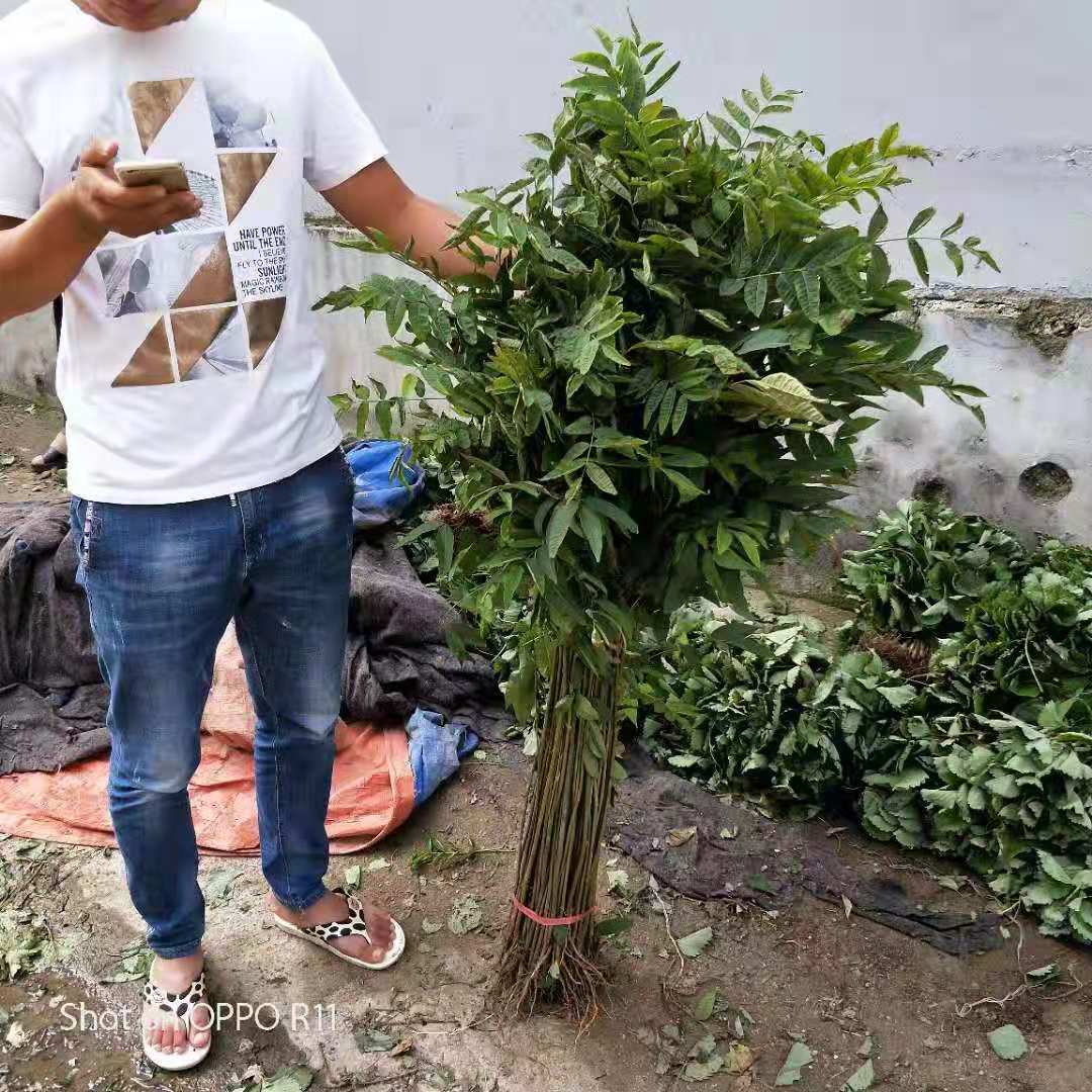 綠油香椿苗種植方法和技術(shù)
