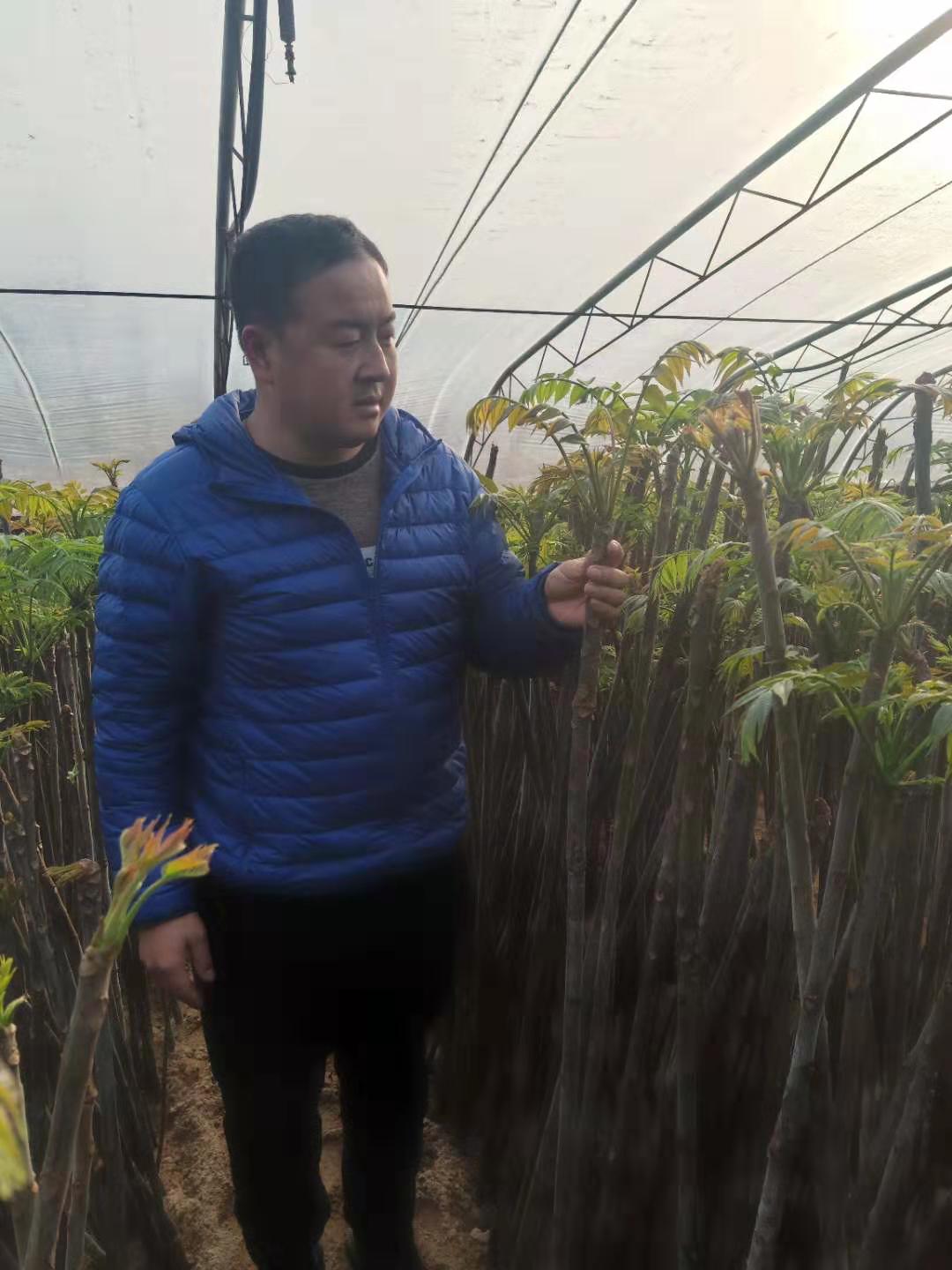 工程紅油香椿樹幾年的苗成活高