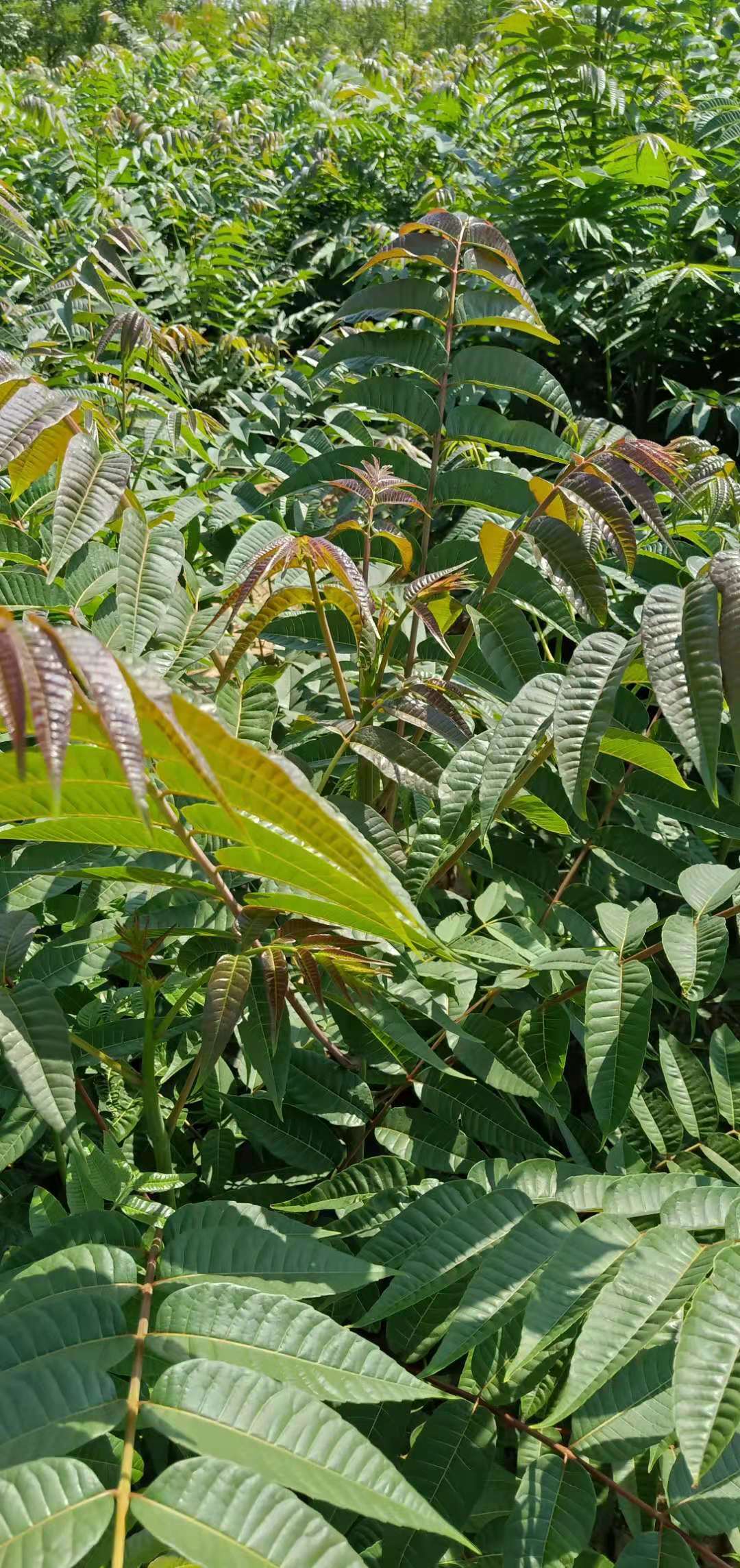 工程紅油香椿樹種植方法和技術(shù)