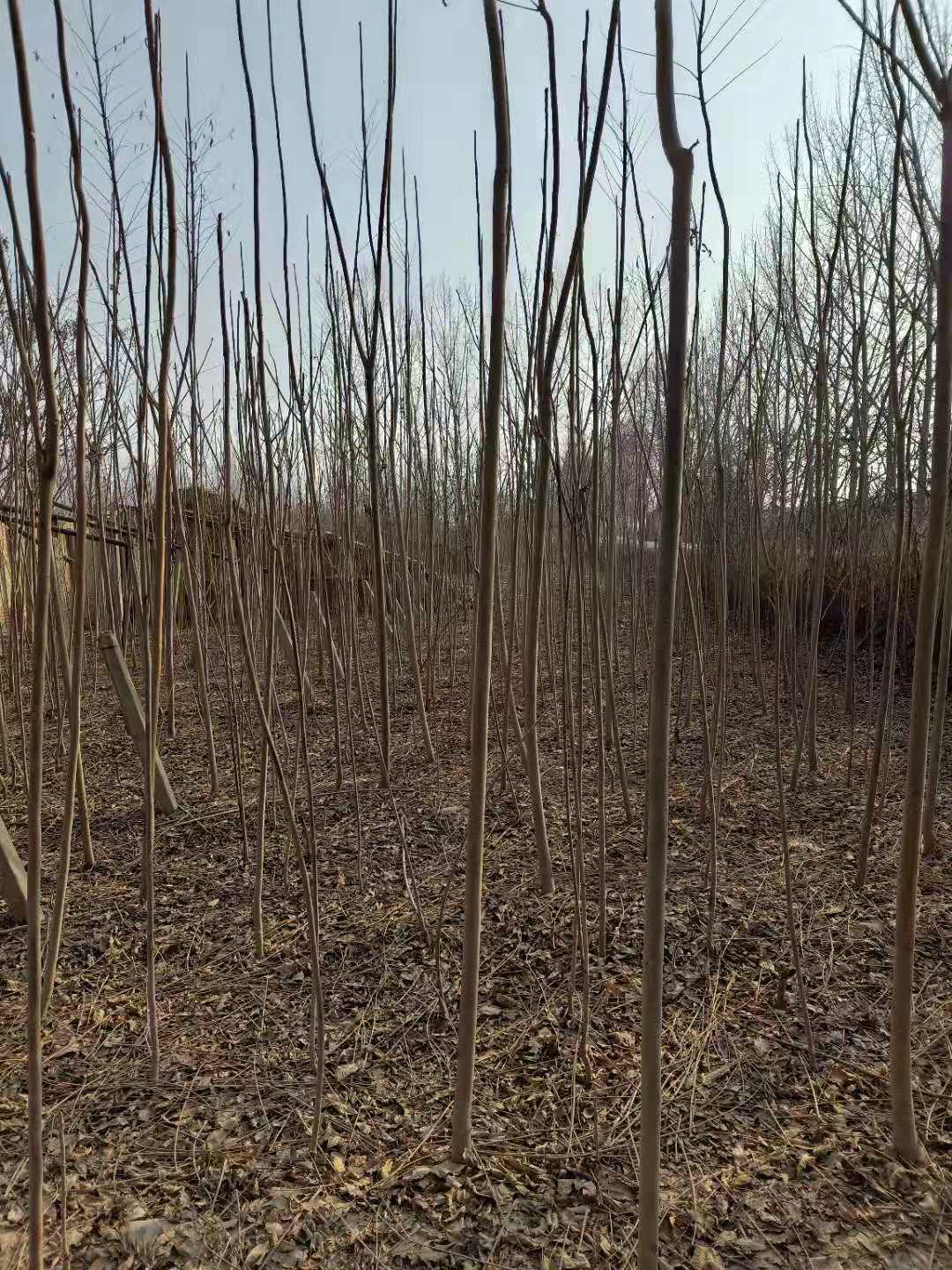 紅葉香椿苗幾年的苗成活高