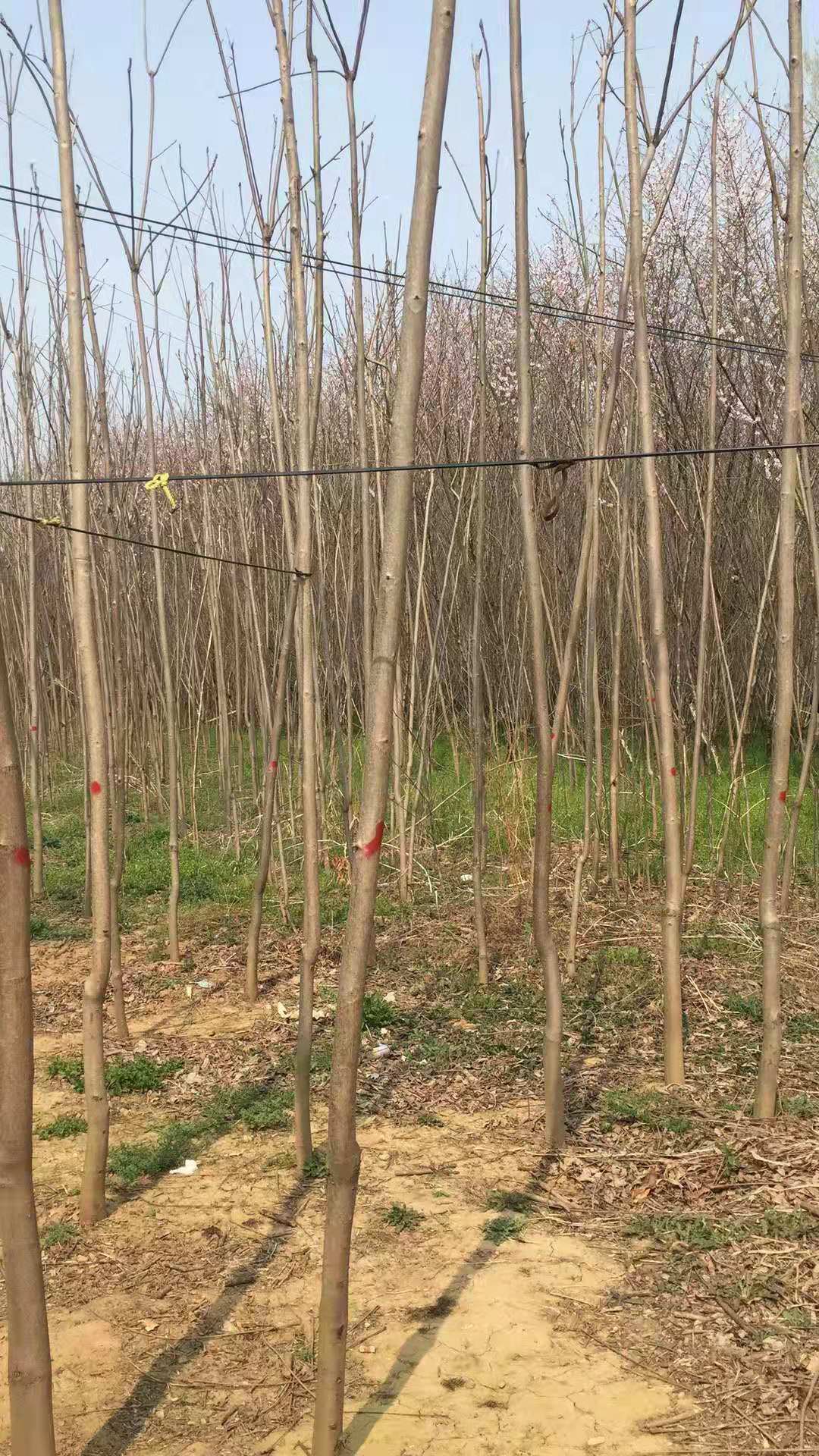 綠油香椿苗種植方法和技術(shù)