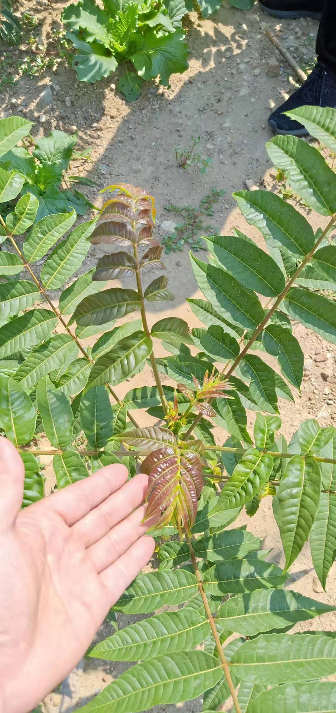 綠油香椿苗種植方法和技術(shù)