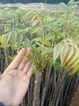 工程红油香椿树种植方法和技术
